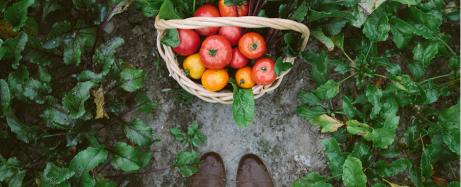 Bird's eye view of person's feet by a basket of freshly picked vegetables.