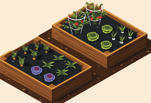 Garden boxes with multiple vegetables planted. 