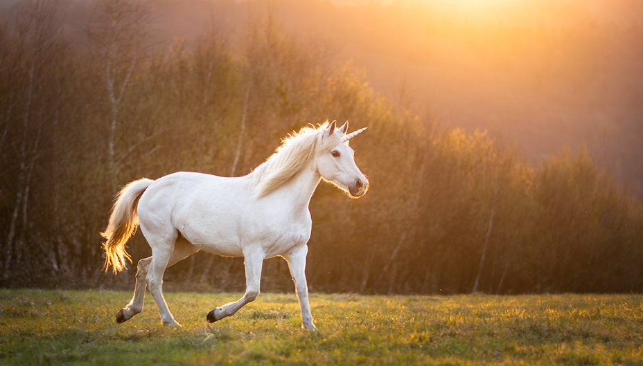 A unicorn runs in a field