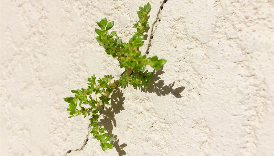 Plant growing through a crack in the concrete. 