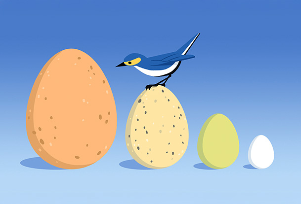Quatre œufs de différentes couleurs et tailles, et oiseau bleu sur le 2e œuf à partir de la gauche