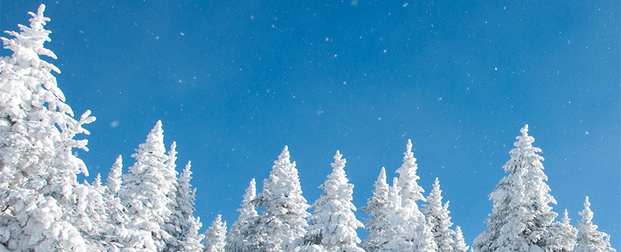 Clear blue skies with snow sitting in evergreen trees. 
