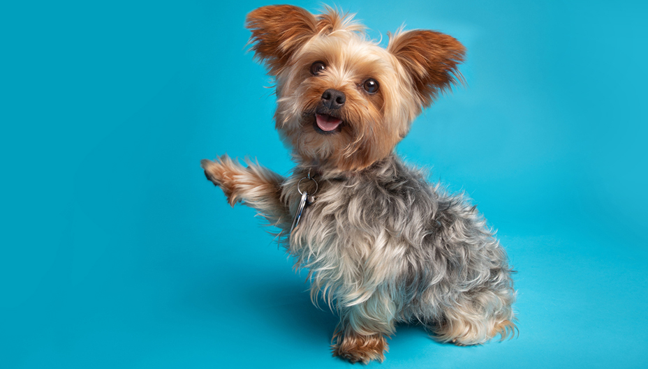 Yorkshire Terrier puppy.