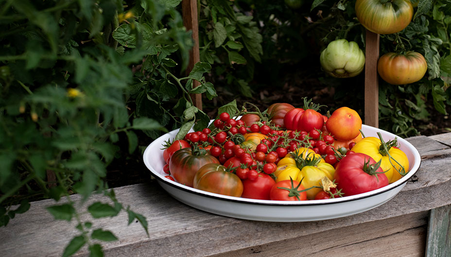 Heirloom tomatoes picked from a garden. 