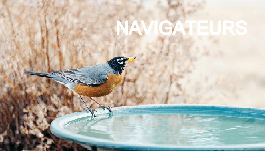 Un oiseau perché sur une baignoire pour oiseaux.